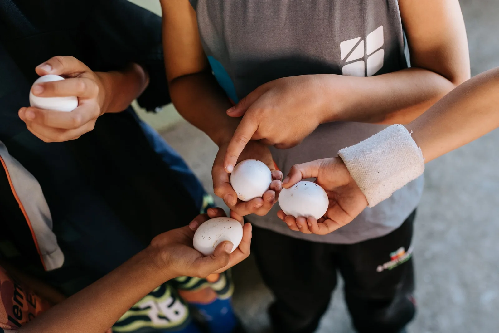 Mãos de crianças segurando ovos recolhidos no galinheiro da escola