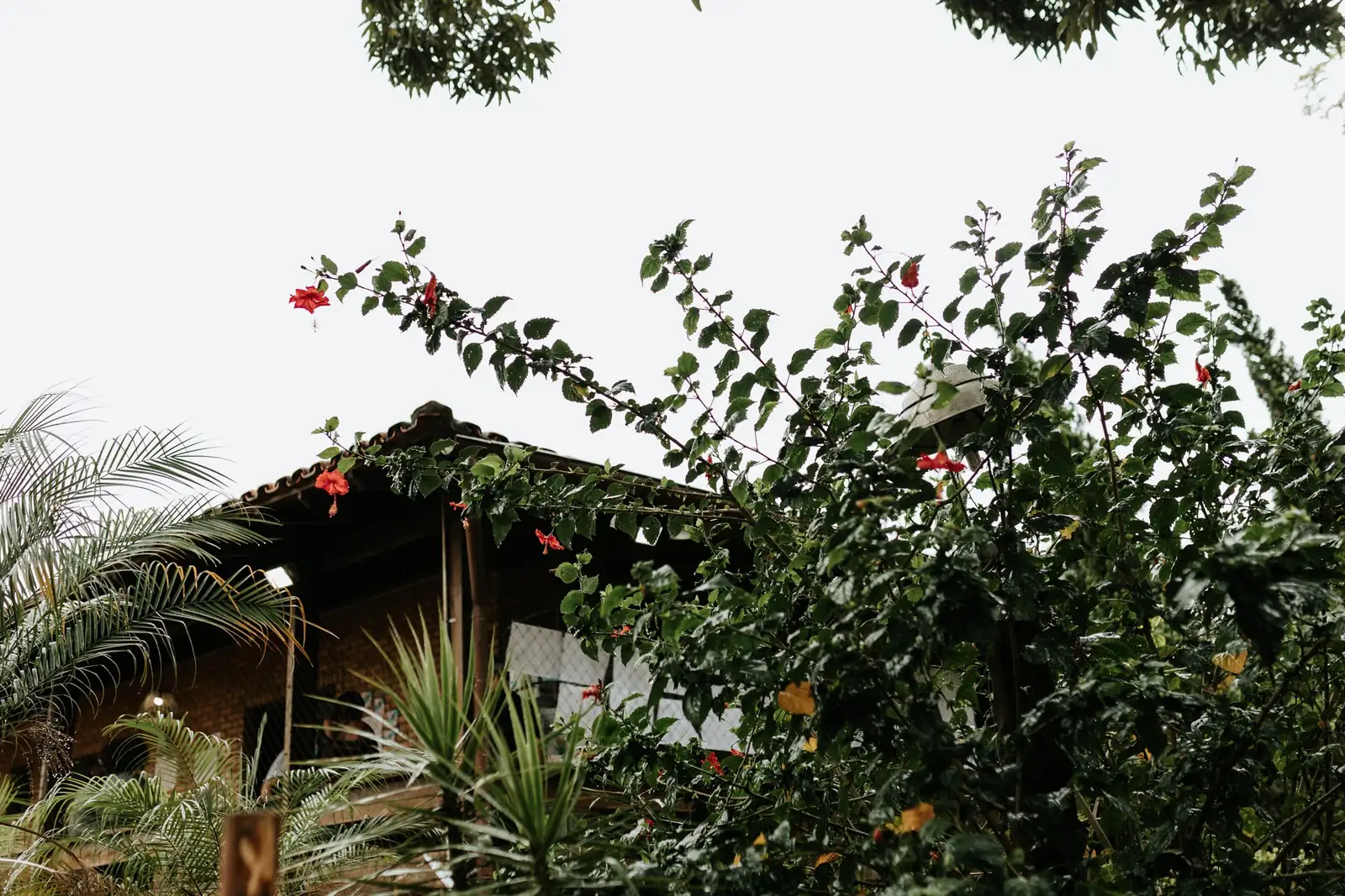 Vegetação e telhado da escola em meio à área verde